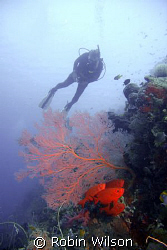 Big eyes a sea fan and a diver by Robin Wilson 